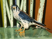 american kestrel visitor to the Falklands